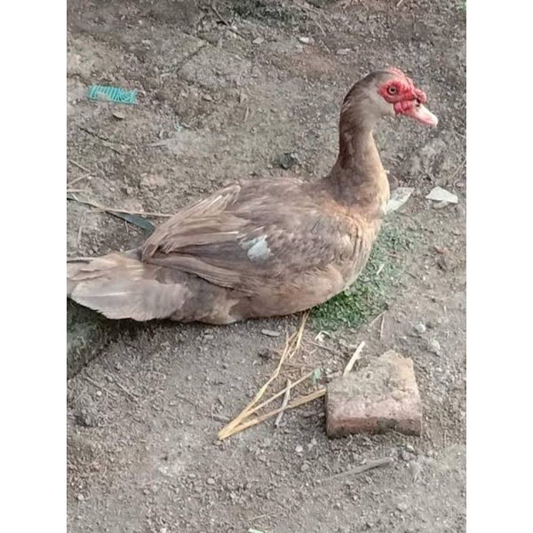 TELUR TETAS MENTOK RAMBON UNTUK DI TETASKAN