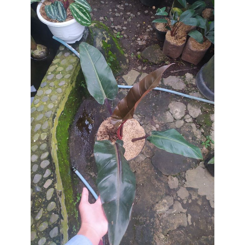 Philodendron black majesty