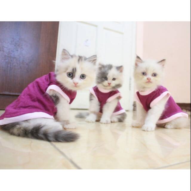 Koas singlet untuk kucing dan anjing size S M L XL (harga untuk per pcs)