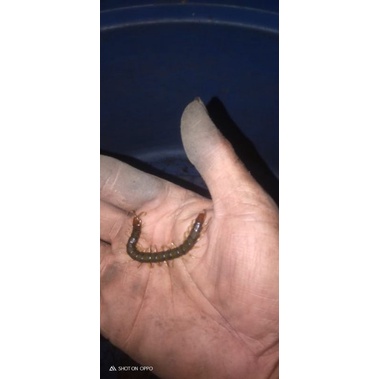 Paket Kelabang Hidup pakan ikan arwana ukuran 4-6 cm isi 20 ekor