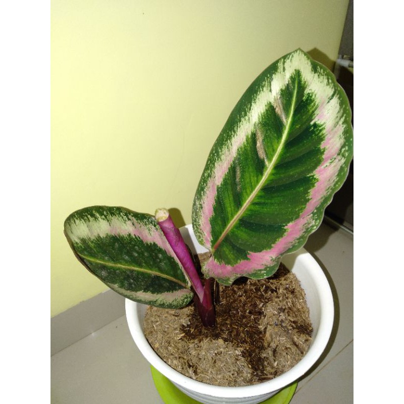 calathea angela