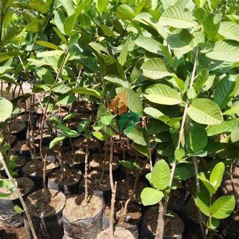 fresh cangkok/bibit jambu kristal asli taiwan Wisata Agrotani  Garansi Uang Kembali Jika Tanaman Tid