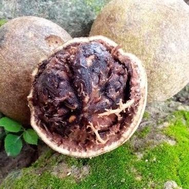 

[KODE YARZN] buah kawis 1kg ( isi 2-4 buah)