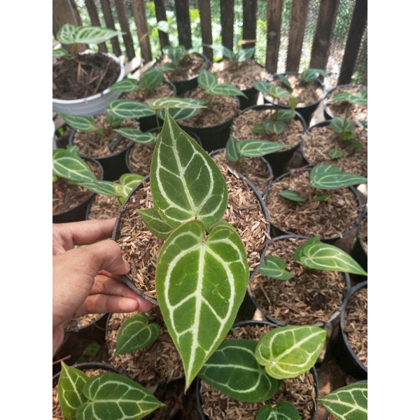 

buku A. crystalinum x radican