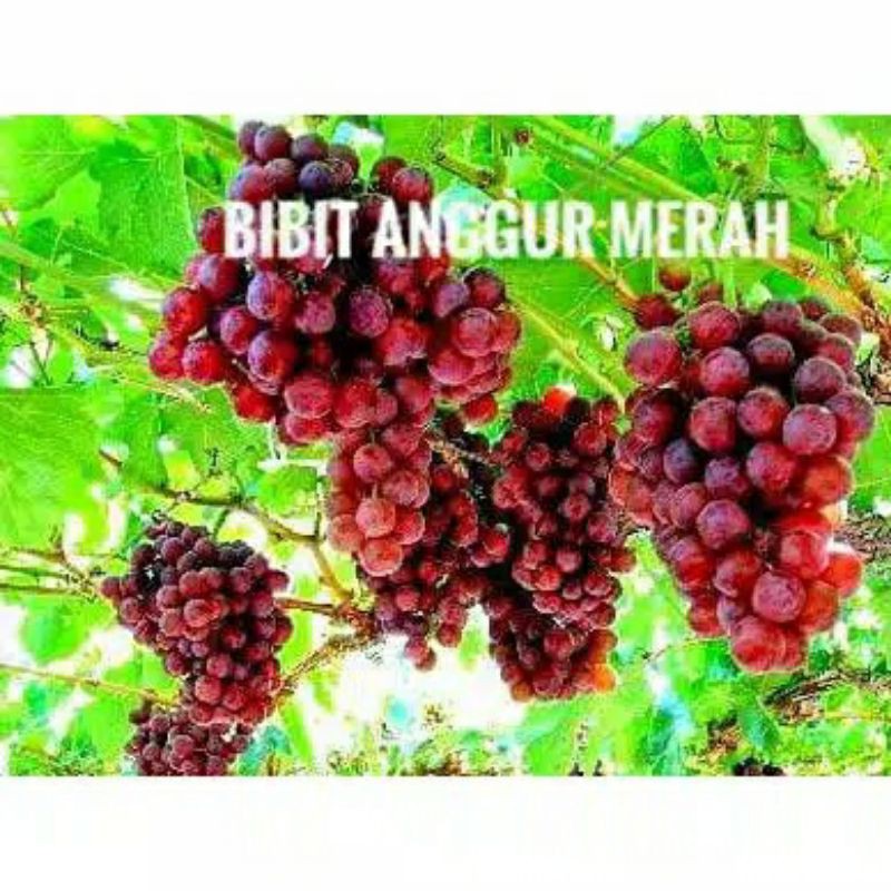 BIBIT ANGGUR MERAH SUPER (MANIS)