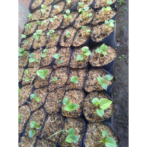 bibit Anthorium Hookeri Pink