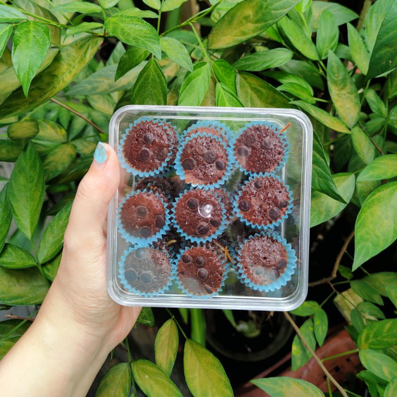 

Brownies Mini / A Bite Size / Super Mini Cupcake (25-36pcs)