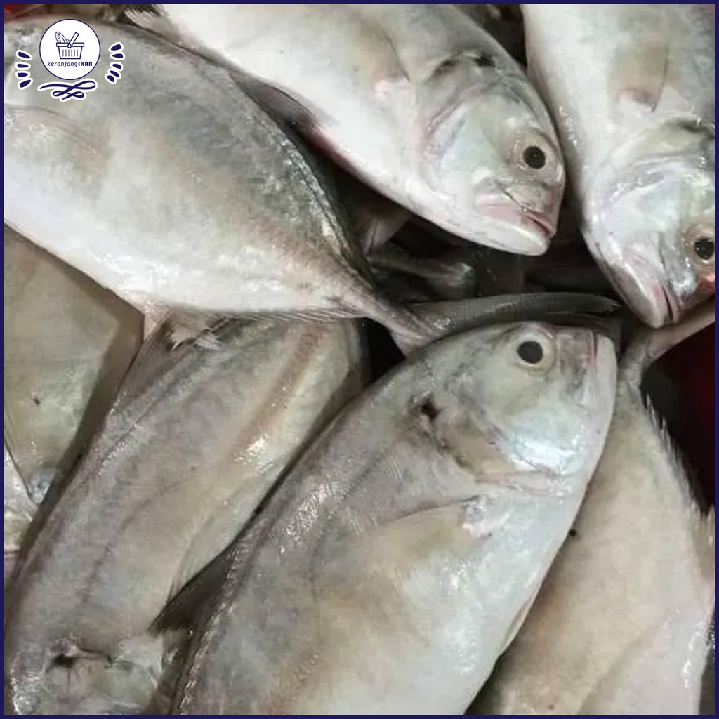

Ikan Kuwe Lilin Segar 1kg
