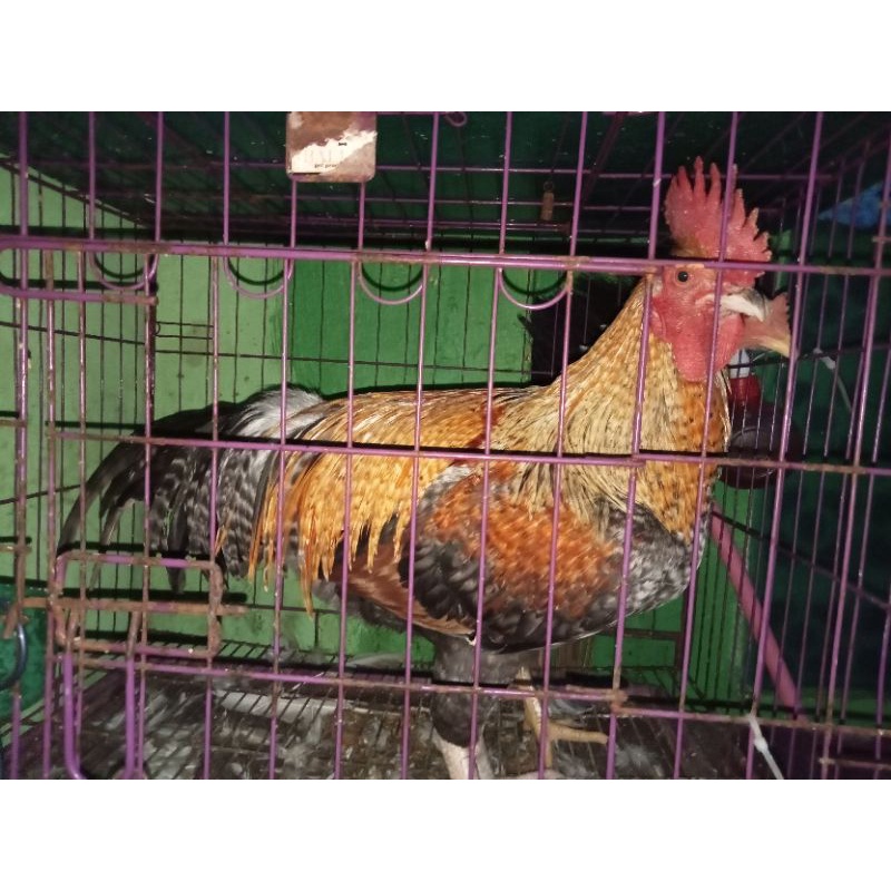 INDUKAN AYAM KAMPUNG HIDUP JAGO/BETINA,SEPASANG  BACA DESKRIPSI ✔️