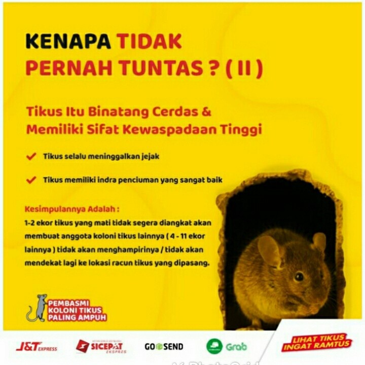 Racun Tikus RAMTUS Mati Kering Pembasmi Tikus Secara Masal Umpan Tikus