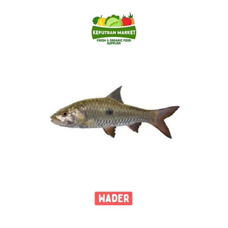 Ikan Wader Per Kg / Ikan Segar