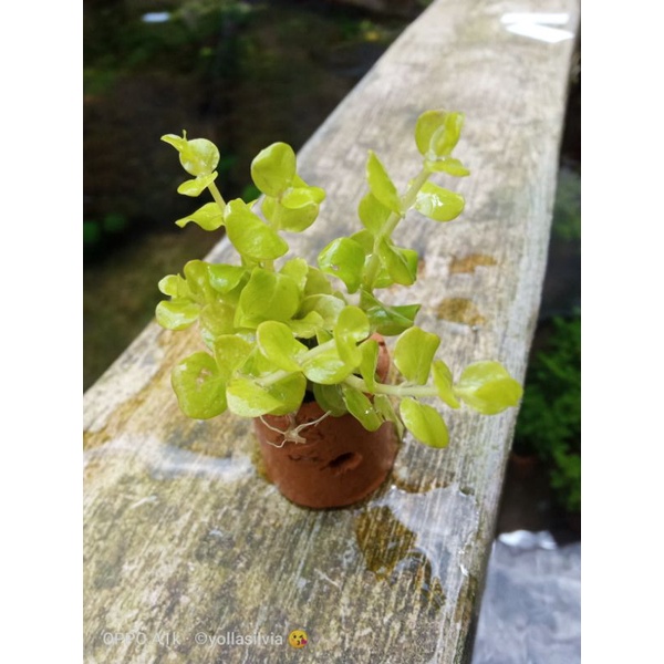 tanaman pot ricimacia gold