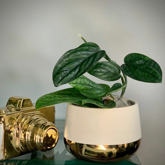 Tanaman Sirih Badak - Tanaman Hias Sirih - Sirih Badak/bibit