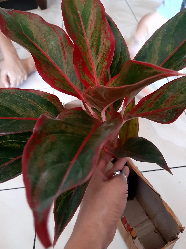 Aglaonema / Aglonema Lipstick / Siam Aurora