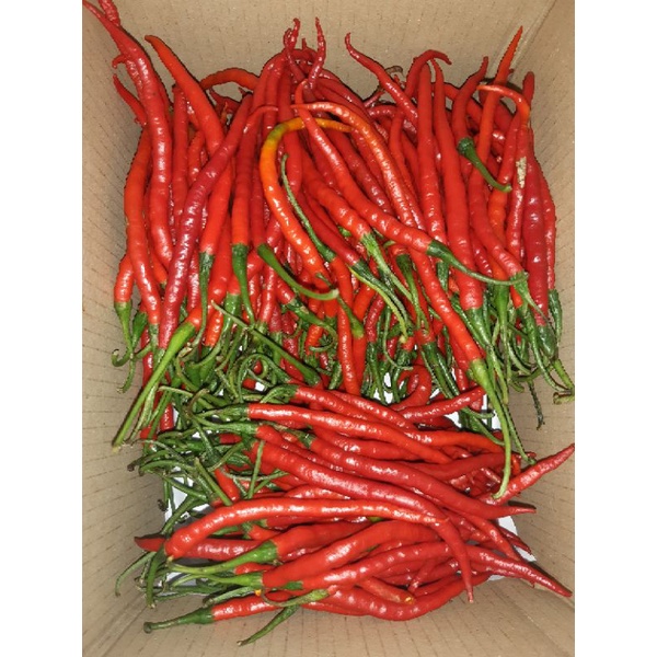 

Cabe Kriting Fresh 1000 Gram