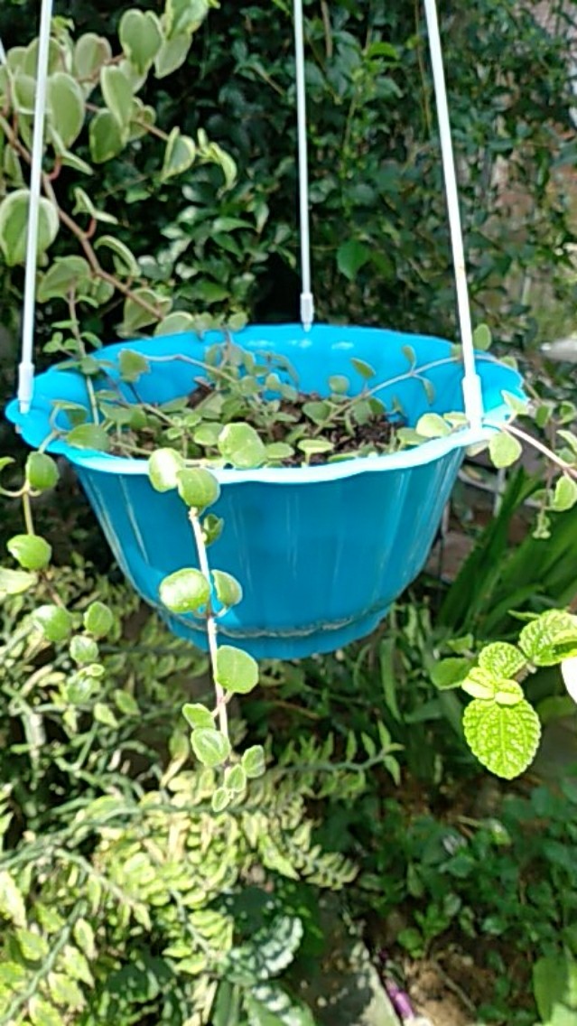 Pot Gantung Bunga Tanaman Nkt Mewah