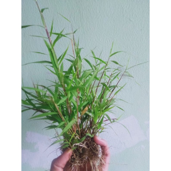 bambu mini paludarium