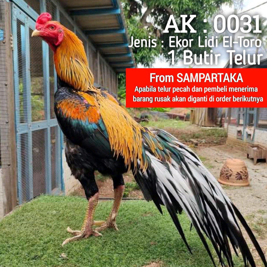 ayam ekor lidi telor fertil 1 butir siap tetas