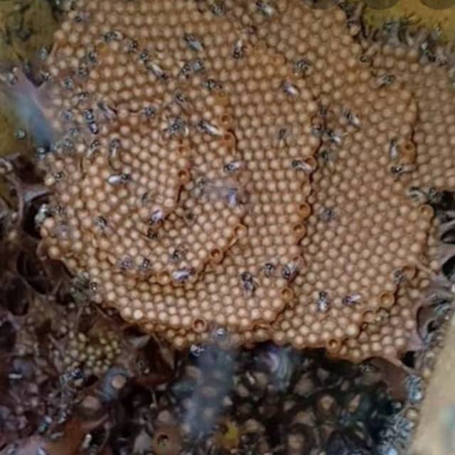 

Madu Kelanceng Kemasan 500g