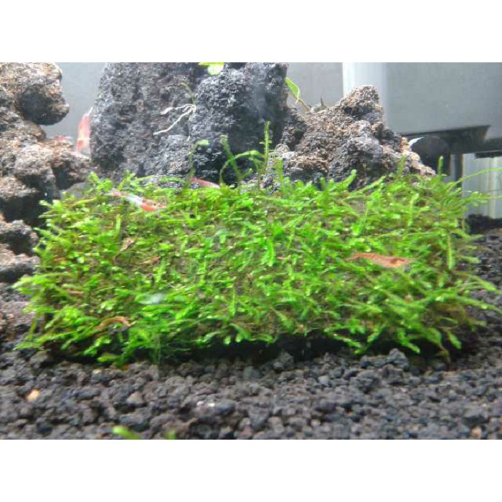 FILTER KAPAS AQUARIUM, DACRON BUSA, JALA HAIR NET AQUASCAPE