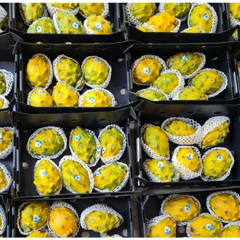 

Buah naga kuning import | dragon yellow fruit | 2.5 kg | box