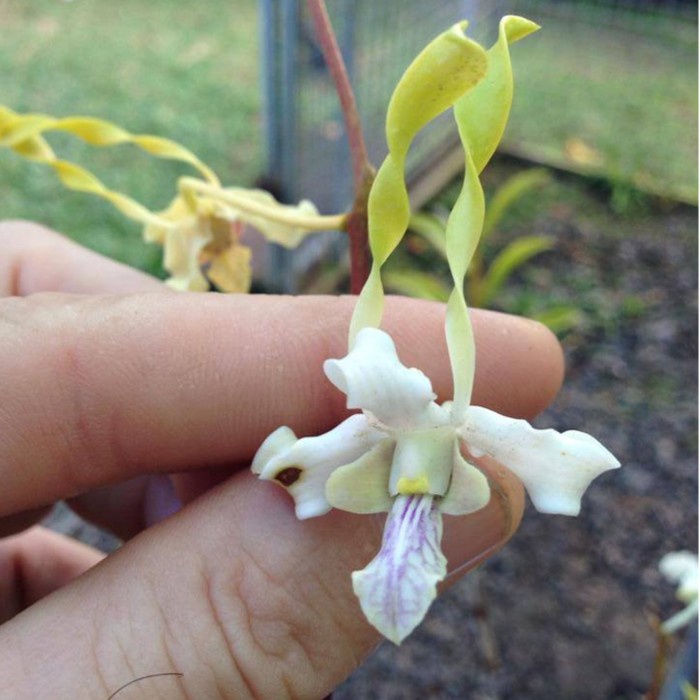 Dendrobium Antennatum