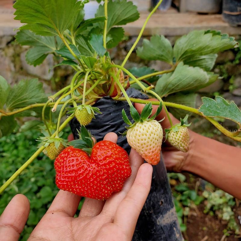 Bibit Strowberry California Berbuah / Bibit Strawberry California / Strawberry California Jumbo