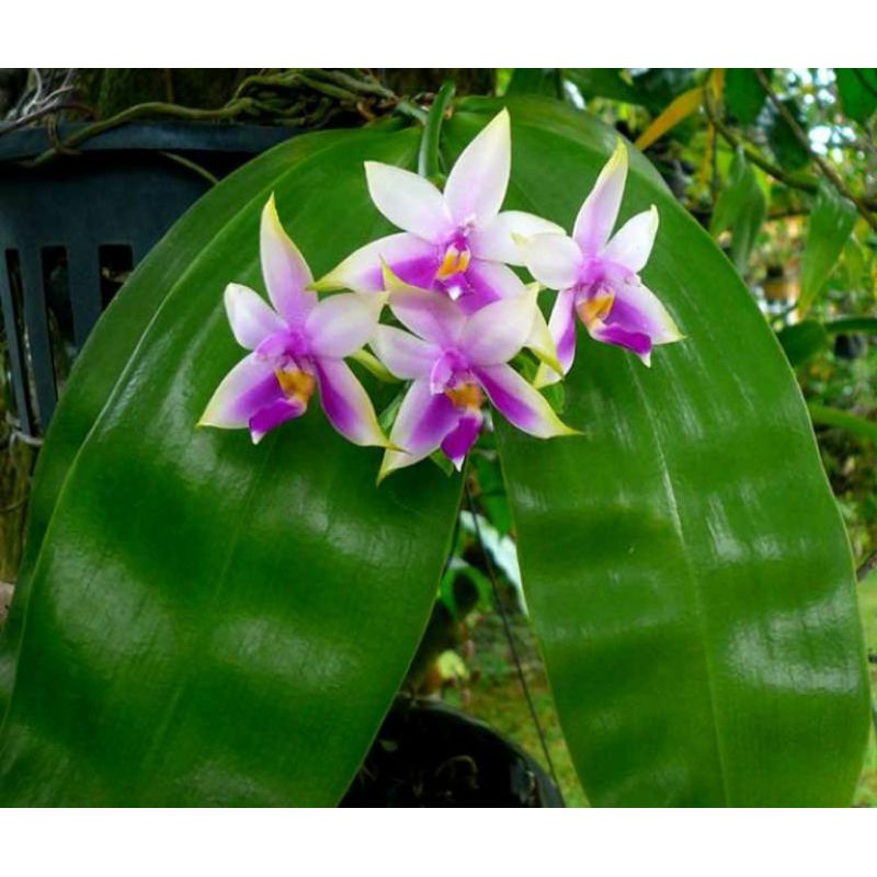 Anggrek phalaenopsis violacea