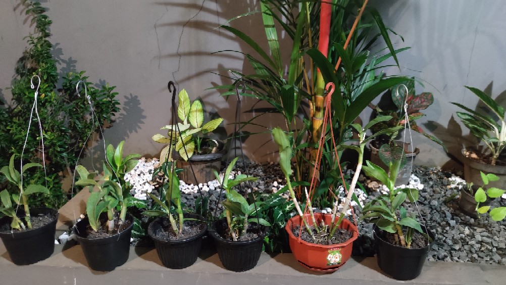 Kaliandra Media Tanam Anggrek