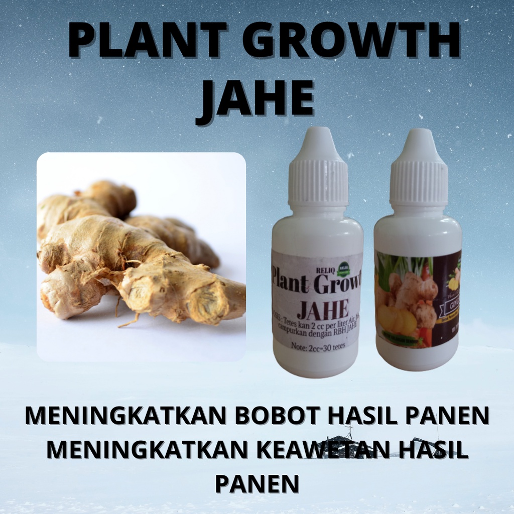 PUPUK AJAIB Pupuk Jahe Merah Apa RELIQ , Nutrisi Buat Jahe