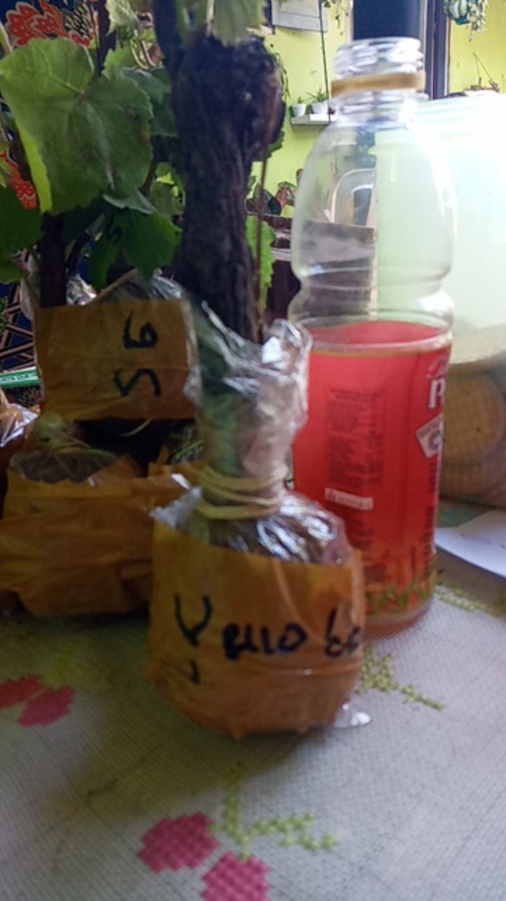 Bibit Anggur Yellow Belgie