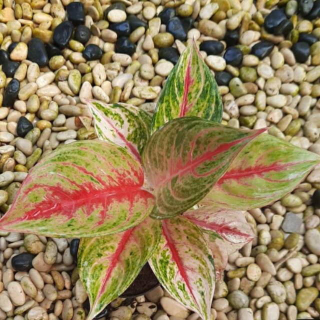 Aglonema Red Ndot/Red Ndot/Aglaonema/Tanaman Hias