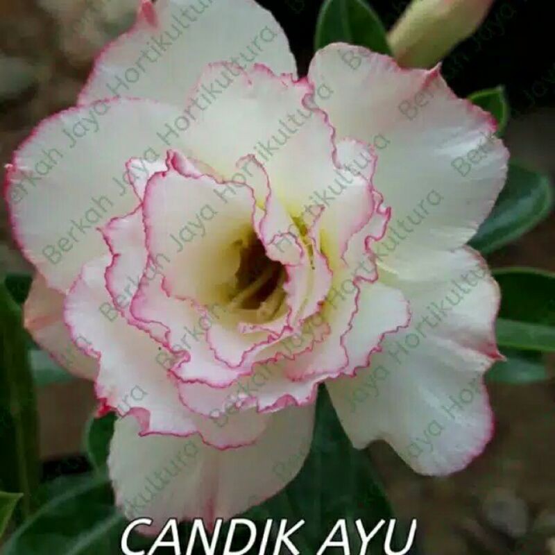 bunga kamboja jepang candik ayu - tanaman adenium-2