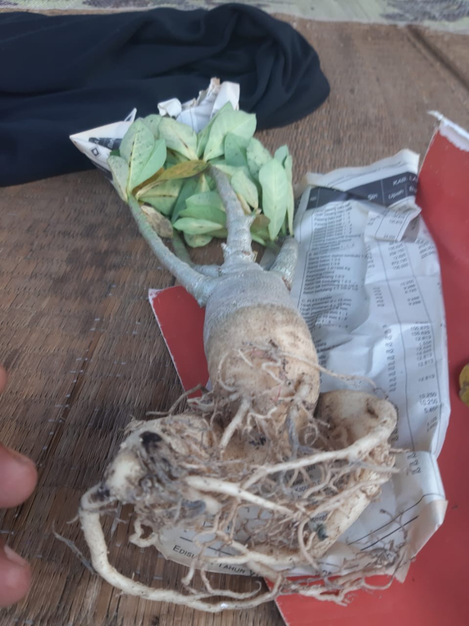 Adenium Thai Socco