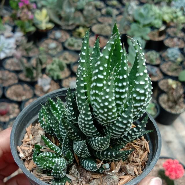 Haworthia Perkutut big size