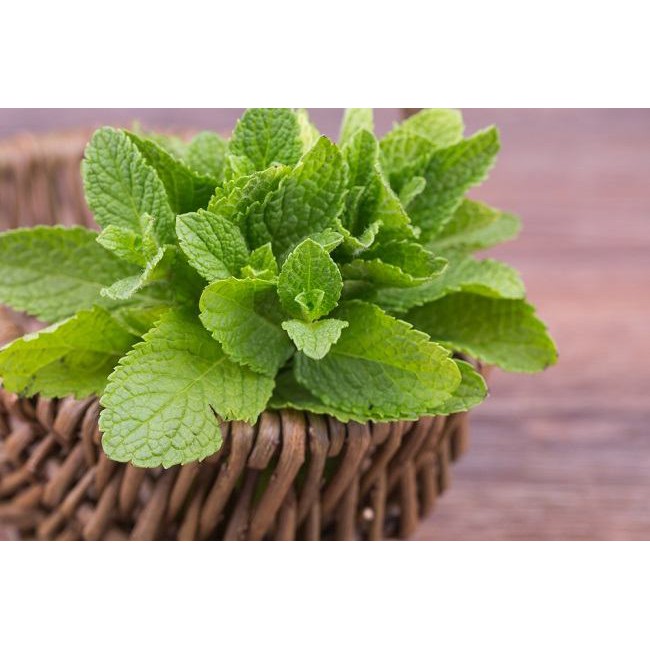 Bunga Premium Cantik Bunga Murah Tanaman Herbal Daun Mint Tanaman Hias Harga Terjangkau