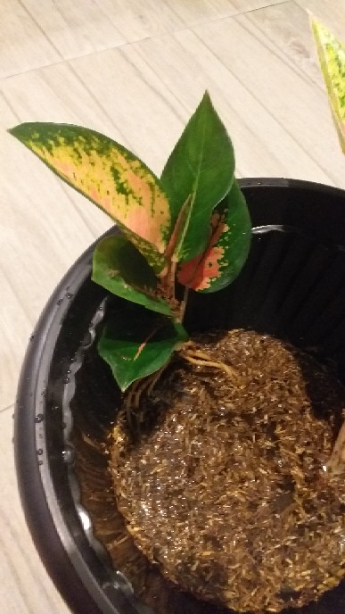 Jual Aglonema Kochin Hibrid