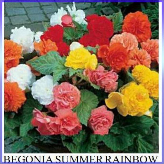 Rr Bibit Tanaman Bunga Begonia Summer Rainbow Benih Bibit Tanaman Hias