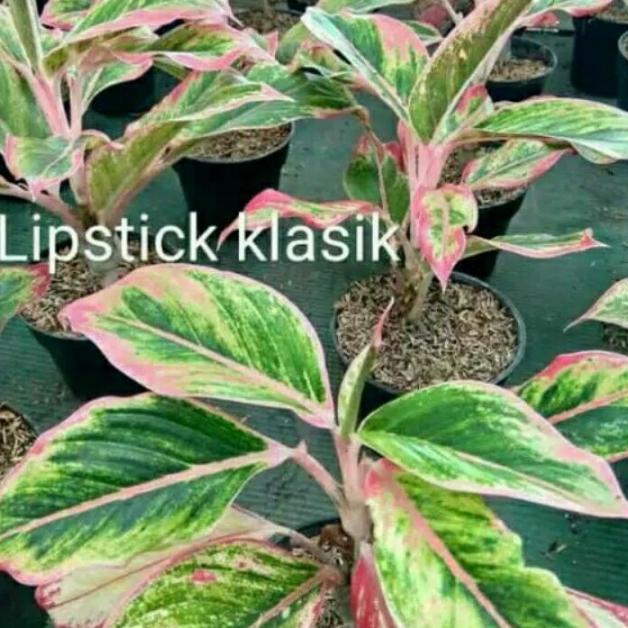 Aglonema Lipstik clasic - Tanaman Hias Aglonema lotus kw - khanza kw