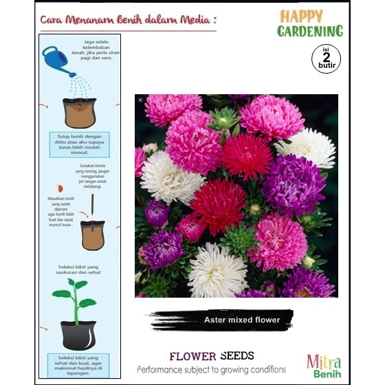 bibit biji benih tanaman hias bunga Aster mixed flower isi 2butir