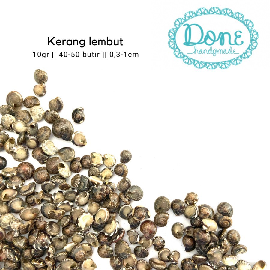 Kerang lembut hasil alam cangkang kerang dekorasi kerajinan tangan