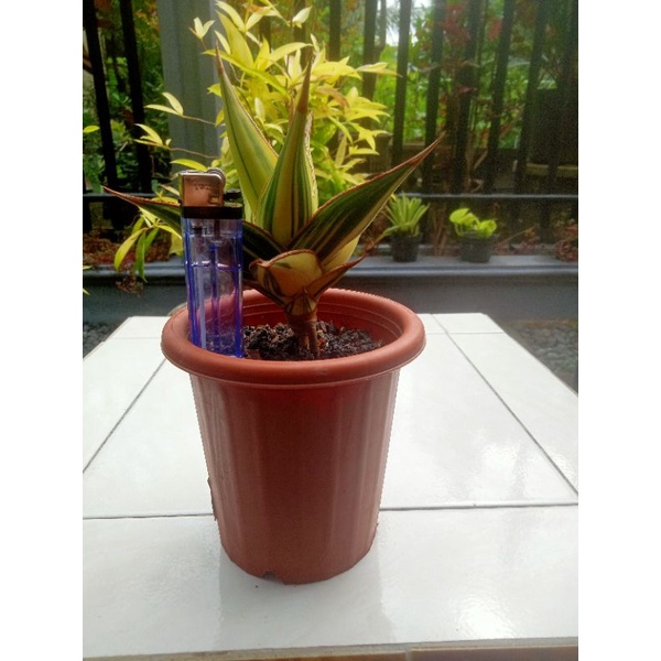 Sansevieria Pinguiculata Variegata