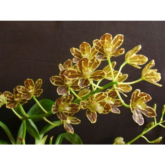 Seedling Anggrek Grammatophyllum Scriptum