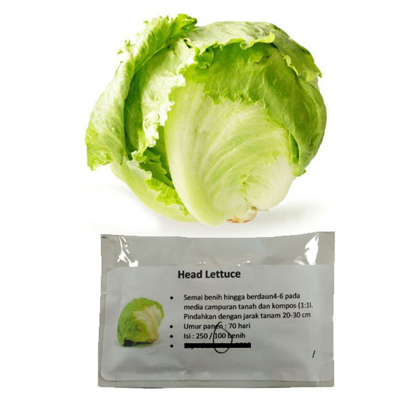 Benih Bibit Selada Hijau Head Lettuce 100 Benih
