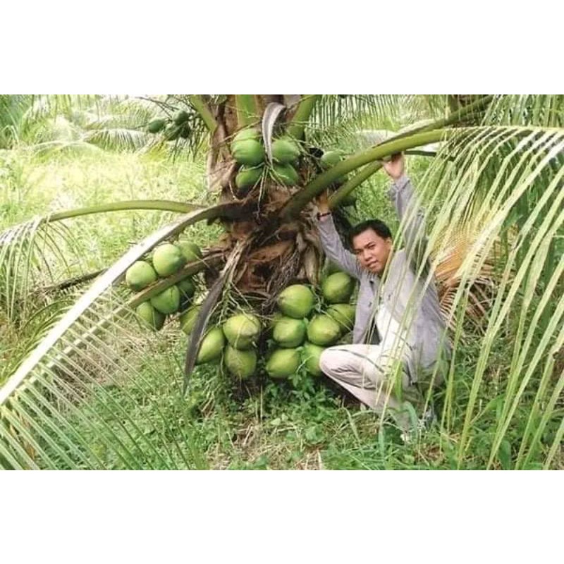 bibit kelapa wulung ijo asli super buat obat