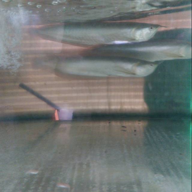 Ikan arwana silver brazil ikan predator