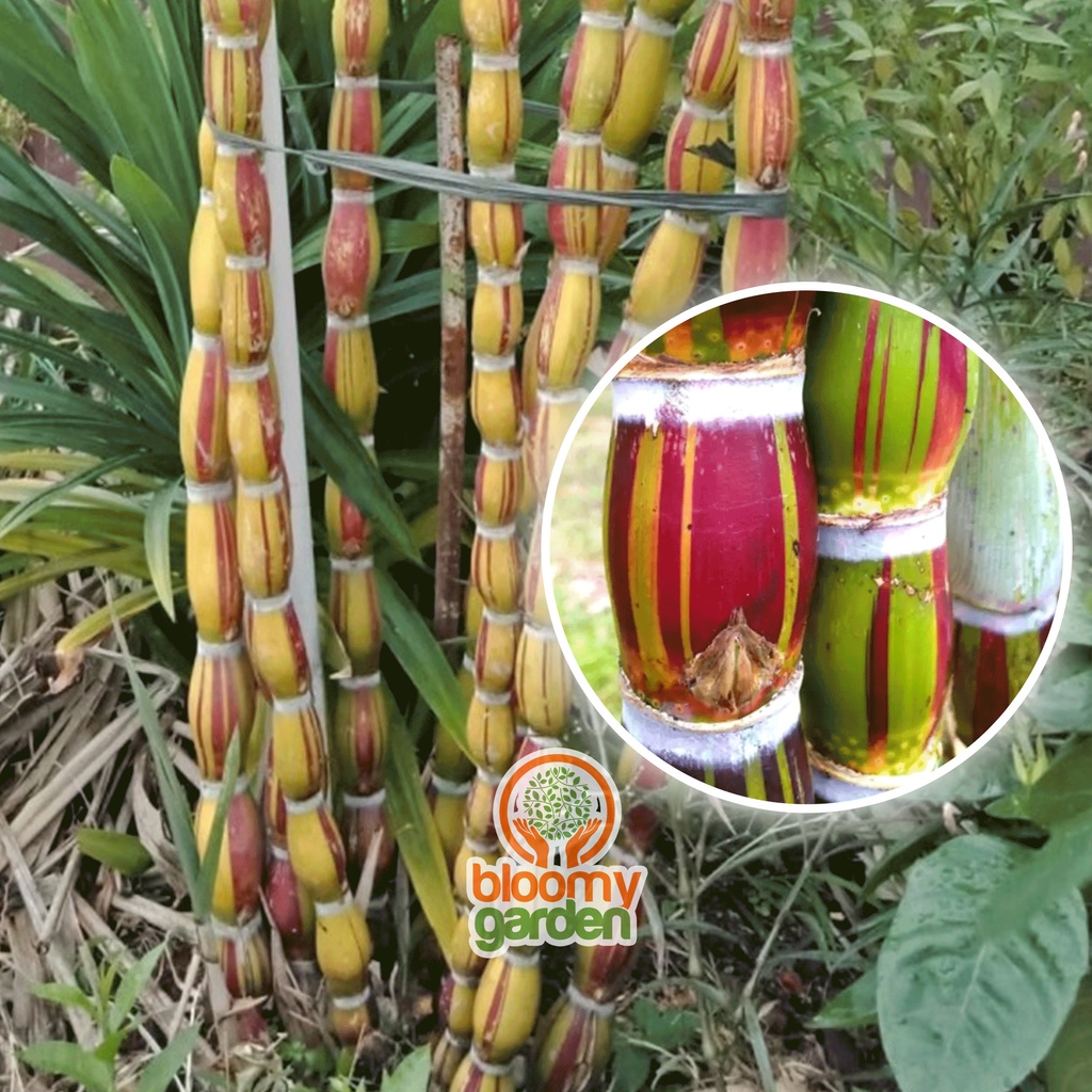 TANAMAN TEBU PELANGI