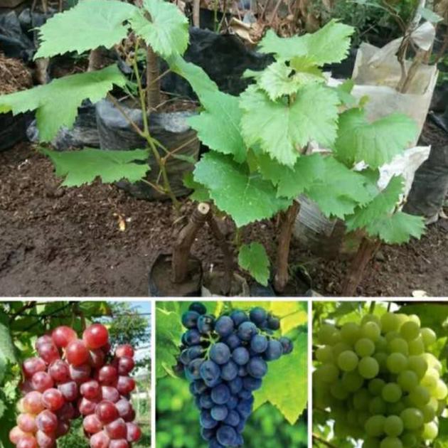 Paket murah bibit anggur  Isabella 3 Batang merah hitam hijau