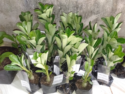 Bibit Adenium Waves Blue Ice Size A