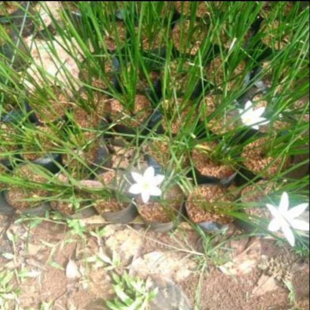 Tanaman kucai lily / kucai tulip / kucai bunga